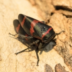 Eurymelops rubrovittata at Michelago, NSW - 10 Sep 2018