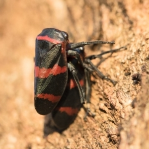 Eurymelops rubrovittata at Michelago, NSW - 10 Sep 2018