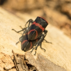 Eurymelops rubrovittata at Michelago, NSW - 10 Sep 2018