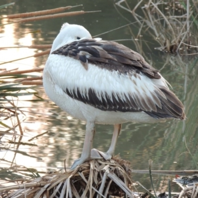 Pelecanus conspicillatus (Australian Pelican) at Gordon, ACT - 21 May 2015 by michaelb