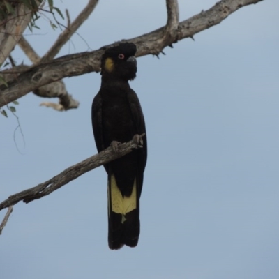 Zanda funerea (Yellow-tailed Black-Cockatoo) at Tharwa, ACT - 11 Jan 2014 by michaelb