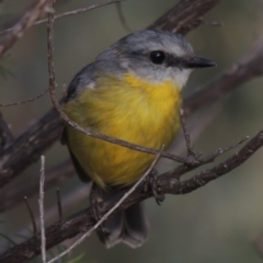 Eopsaltria australis (Eastern Yellow Robin) at Namadgi National Park - 2 Feb 2015 by michaelb