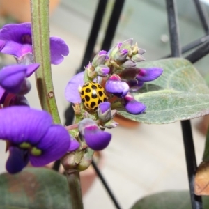 Harmonia conformis at Reid, ACT - 26 Sep 2018