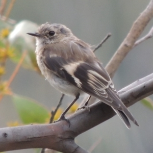 Petroica phoenicea at Rendezvous Creek, ACT - 2 Feb 2015 07:10 PM