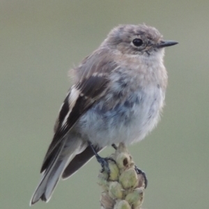 Petroica phoenicea at Rendezvous Creek, ACT - 2 Feb 2015 07:10 PM