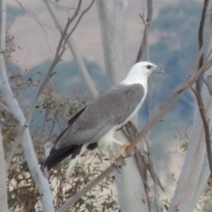 Haliaeetus leucogaster at Paddys River, ACT - 22 Nov 2014