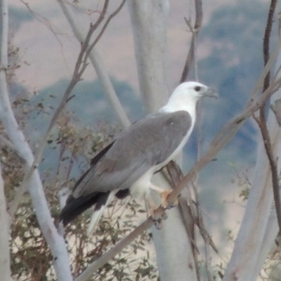 Haliaeetus leucogaster (White-bellied Sea-Eagle) at Point Hut to Tharwa - 22 Nov 2014 by michaelb