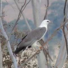 Haliaeetus leucogaster (White-bellied Sea-Eagle) at Paddys River, ACT - 22 Nov 2014 by michaelb
