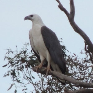 Haliaeetus leucogaster at Paddys River, ACT - 22 Nov 2014 07:47 PM