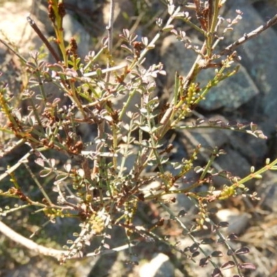 Indigofera adesmiifolia (Tick Indigo) at Stromlo, ACT - 23 May 2015 by MichaelMulvaney