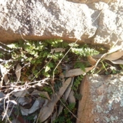 Cheilanthes distans (Bristly Cloak Fern) at West Stromlo - 23 May 2015 by MichaelMulvaney