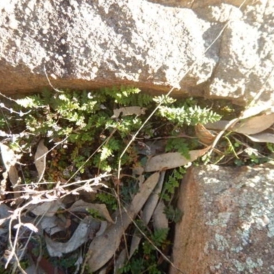 Cheilanthes distans (Bristly Cloak Fern) at Stromlo, ACT - 23 May 2015 by MichaelMulvaney