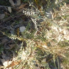 Indigofera adesmiifolia (Tick Indigo) at West Stromlo - 23 May 2015 by MichaelMulvaney