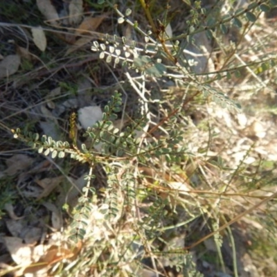 Indigofera adesmiifolia (Tick Indigo) at West Stromlo - 23 May 2015 by MichaelMulvaney