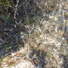Indigofera adesmiifolia at Stromlo, ACT - 23 May 2015
