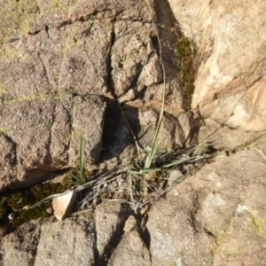 Dianella sp. aff. longifolia (Benambra) at Stromlo, ACT - 23 May 2015