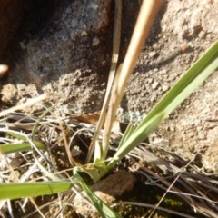 Dianella sp. aff. longifolia (Benambra) at Stromlo, ACT - 23 May 2015