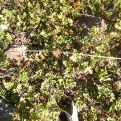 Cheilanthes distans (Bristly Cloak Fern) at West Stromlo - 23 May 2015 by MichaelMulvaney