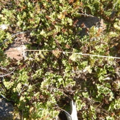 Cheilanthes distans (Bristly Cloak Fern) at Stromlo, ACT - 23 May 2015 by MichaelMulvaney