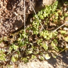 Cheilanthes distans (Bristly Cloak Fern) at Stromlo, ACT - 23 May 2015 by MichaelMulvaney