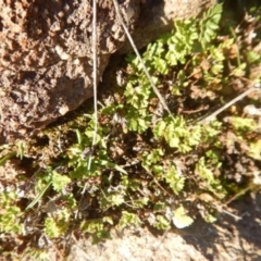 Cheilanthes distans (Bristly cloak fern) at Stromlo, ACT - 23 May 2015 by MichaelMulvaney