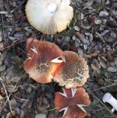 Amanita muscaria (Fly Agaric) at Molonglo Valley, ACT - 23 May 2015 by AaronClausen