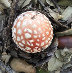 Amanita muscaria at Molonglo Valley, ACT - 23 May 2015