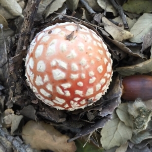 Amanita muscaria at Molonglo Valley, ACT - 23 May 2015 01:36 PM