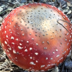 Amanita muscaria at Molonglo Valley, ACT - 23 May 2015