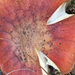 Amanita muscaria at Molonglo Valley, ACT - 23 May 2015