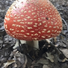 Amanita muscaria (Fly Agaric) at Molonglo Valley, ACT - 23 May 2015 by AaronClausen