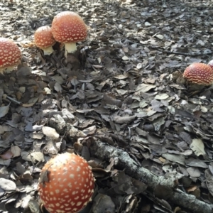 Amanita muscaria at Molonglo Valley, ACT - 23 May 2015 01:38 PM