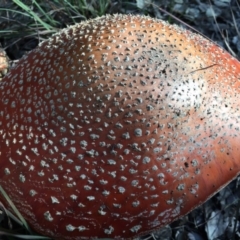 Amanita muscaria at Molonglo Valley, ACT - 23 May 2015 01:38 PM