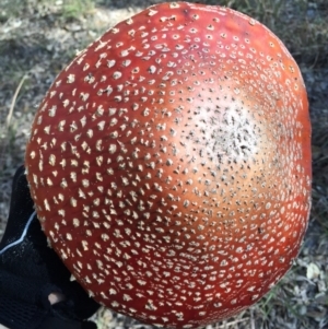 Amanita muscaria at Molonglo Valley, ACT - 23 May 2015 01:38 PM