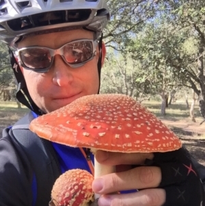 Amanita muscaria at Molonglo Valley, ACT - 23 May 2015 01:38 PM