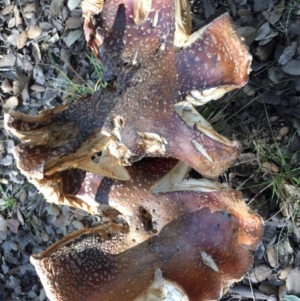 Amanita muscaria at Molonglo Valley, ACT - 23 May 2015