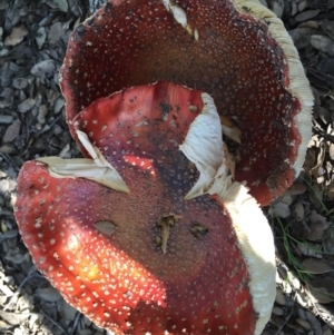 Amanita muscaria at Molonglo Valley, ACT - 23 May 2015