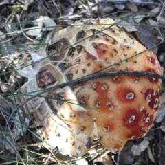 Amanita muscaria at Molonglo Valley, ACT - 23 May 2015