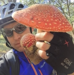 Amanita muscaria (Fly Agaric) at Molonglo Valley, ACT - 23 May 2015 by AaronClausen