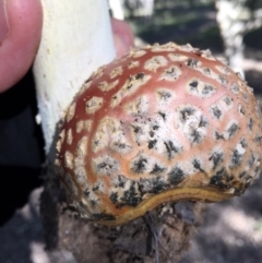 Amanita muscaria at Molonglo Valley, ACT - 23 May 2015