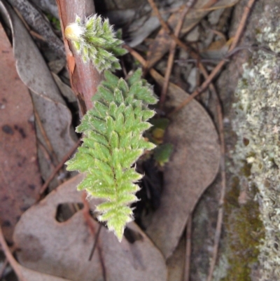 Cheilanthes distans (Bristly Cloak Fern) at Symonston, ACT - 22 May 2015 by galah681