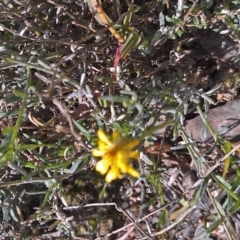 Calotis lappulacea (Yellow Burr Daisy) at Mount Mugga Mugga - 22 May 2015 by galah681