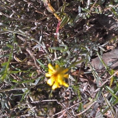 Calotis lappulacea (Yellow Burr Daisy) at Mount Mugga Mugga - 22 May 2015 by galah681