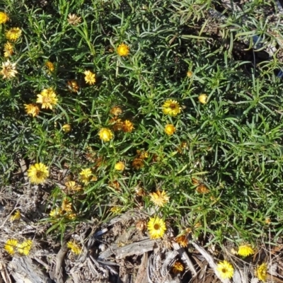 Xerochrysum viscosum (Sticky Everlasting) at Molonglo Valley, ACT - 21 May 2015 by galah681