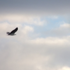 Haliaeetus leucogaster (White-bellied Sea-Eagle) at Greenway, ACT - 5 May 2014 by MichaelBedingfield