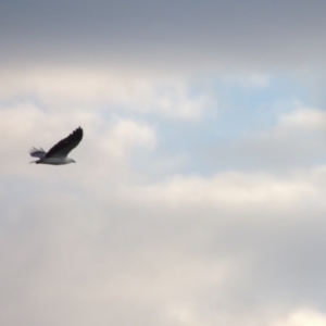 Haliaeetus leucogaster at Greenway, ACT - 5 May 2014