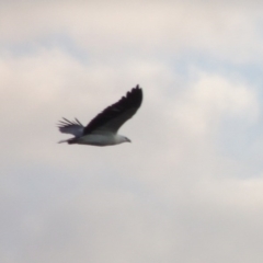 Haliaeetus leucogaster at Greenway, ACT - 5 May 2014