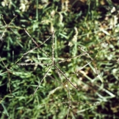 Cynodon dactylon (Couch Grass) at Point Hut Pond - 10 Apr 2015 by michaelb