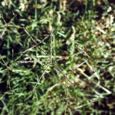 Cynodon dactylon (Couch Grass) at Gordon, ACT - 10 Apr 2015 by michaelb