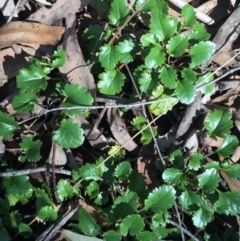 Goodenia hederacea subsp. alpestris at Namadgi National Park - 24 May 2015 by AaronClausen